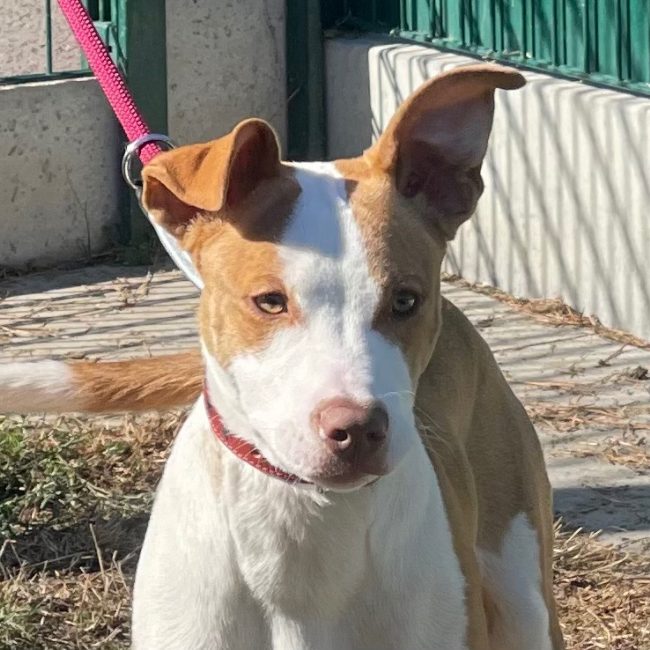 Homard dit shadow - Chien à adopter