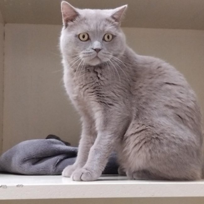 Leodagan en duo avec guenievre - Chat British Shorthair à adopter