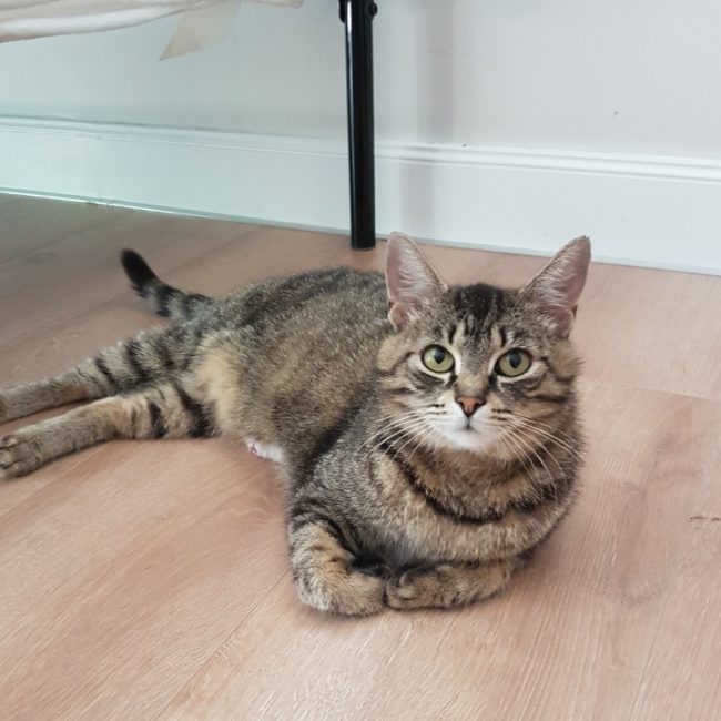 Maya - Chat Européen à adopter