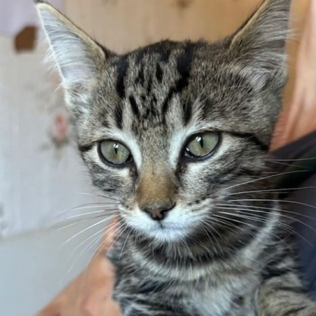 Max - Chat Européen à adopter