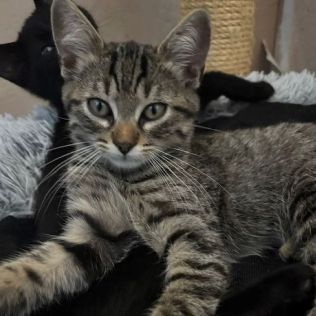 Eddie - Chat Européen à adopter