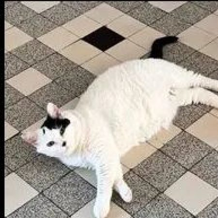 Vodka - Chat Européen à adopter