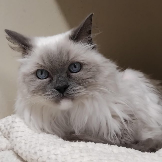 Justine - Chat Ragdoll à adopter