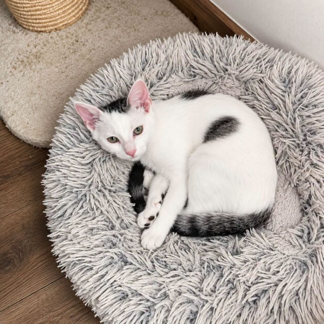 Domino 
