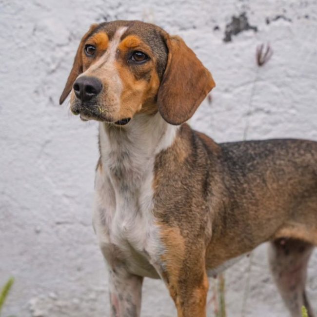 Crozyflette - Chien Beagle à adopter