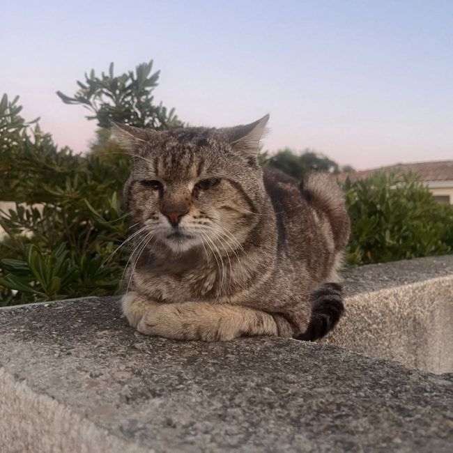 Fripouille - Chat Européen à adopter