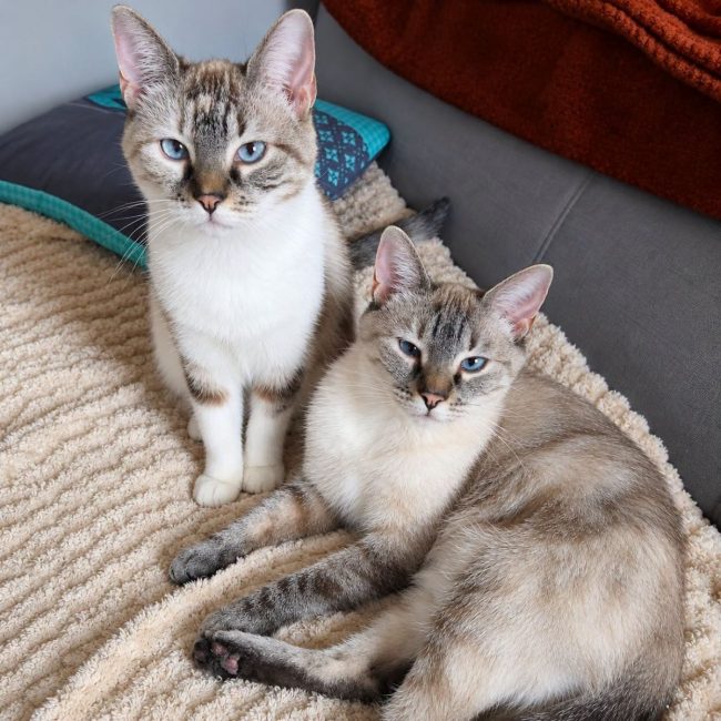 Mochi et Squishy - Chat Européen à adopter