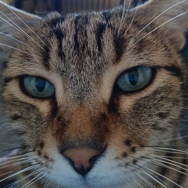 Likou