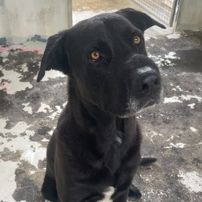 Yago - Chien à adopter