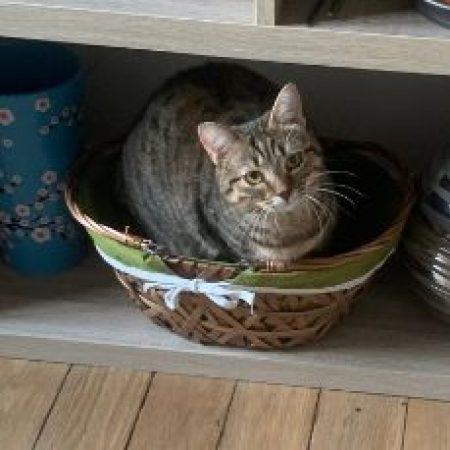 Lilie - Chat à adopter
