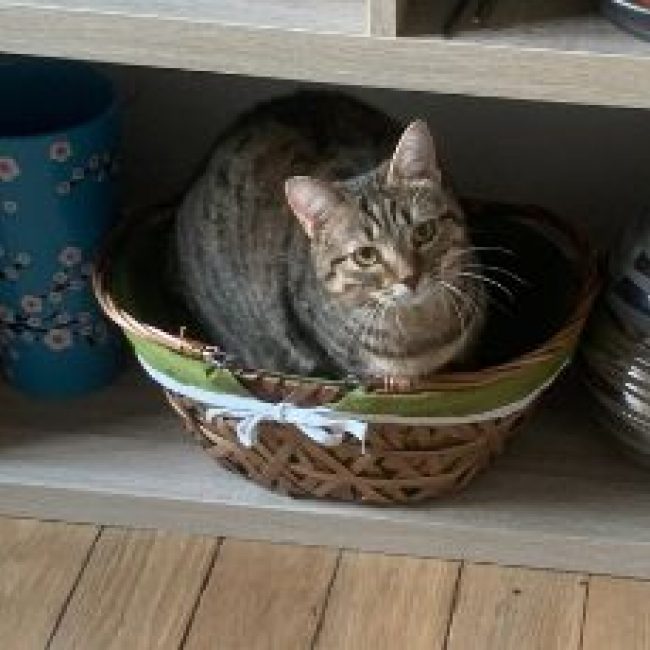 Lilie - Chat Européen à adopter