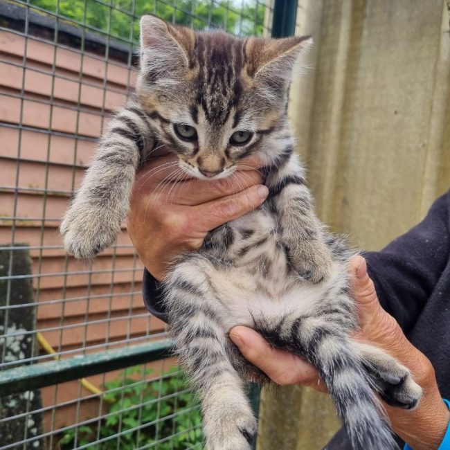 Bingo - Chat Européen à adopter