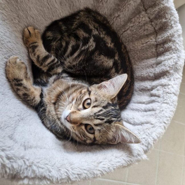 Bali - Chat Européen à adopter