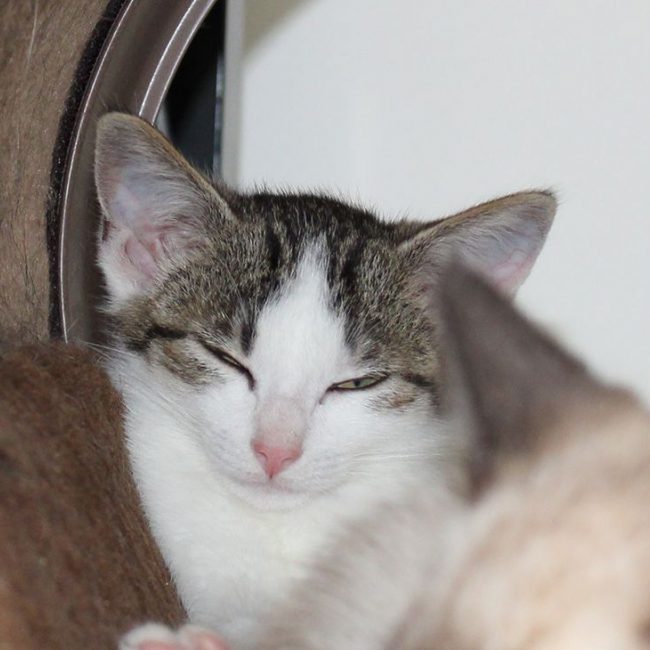 Brooklyn - Chat Européen à adopter