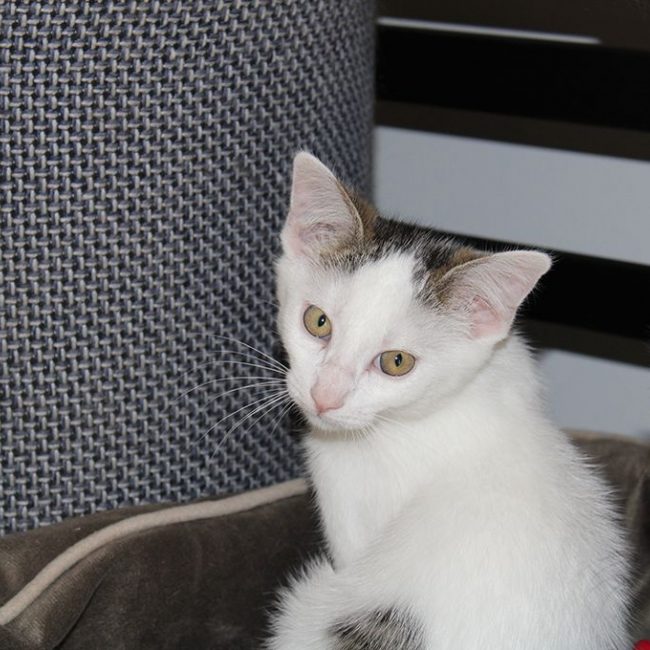 Bobby - Chat Européen à adopter