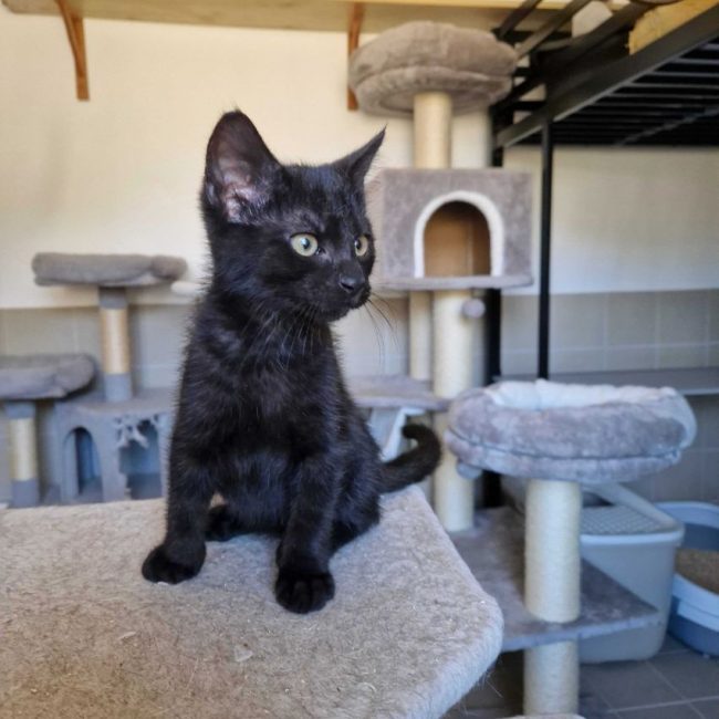 Brownie - Chat à adopter
