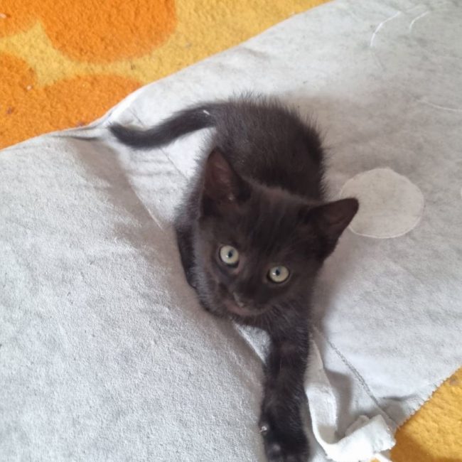 Bornéo - Chat Européen à adopter