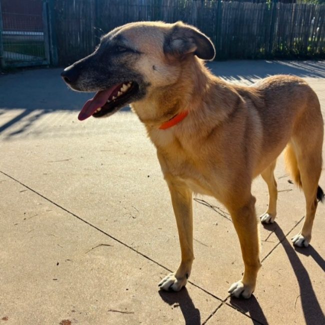 Gaia - Chien à adopter