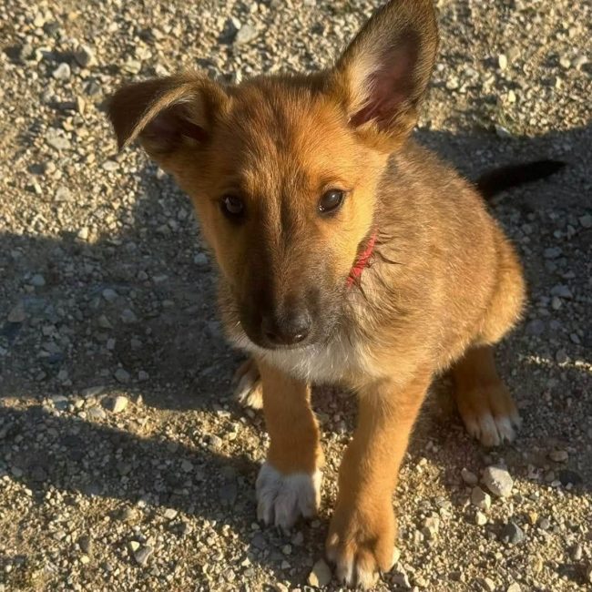Baiko - Chien Berger Belge Malinois x Colley à poil court à adopter