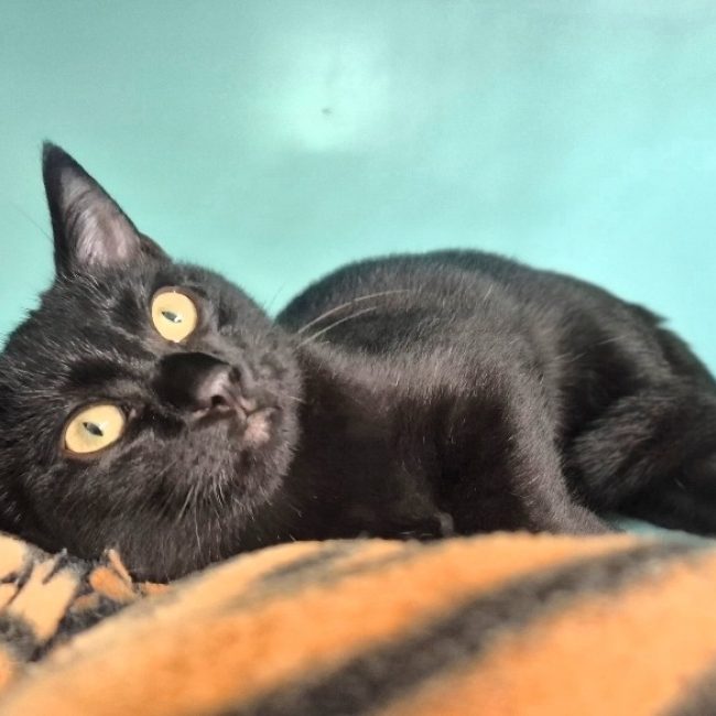 Artémis - Chat Européen à adopter