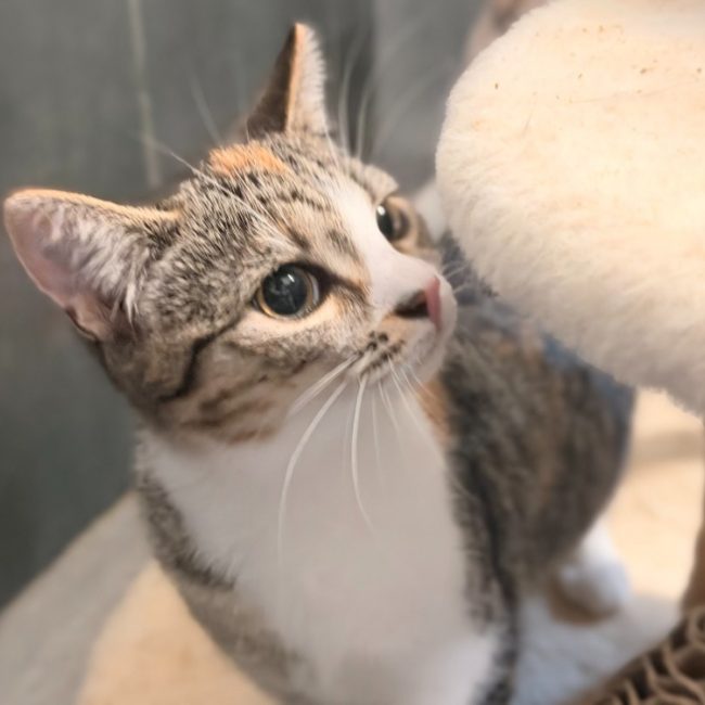 Chatschepps - Chat Européen à adopter