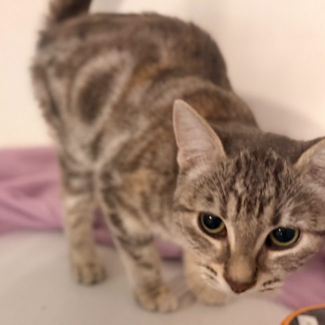 Felinta - Chat Européen à adopter