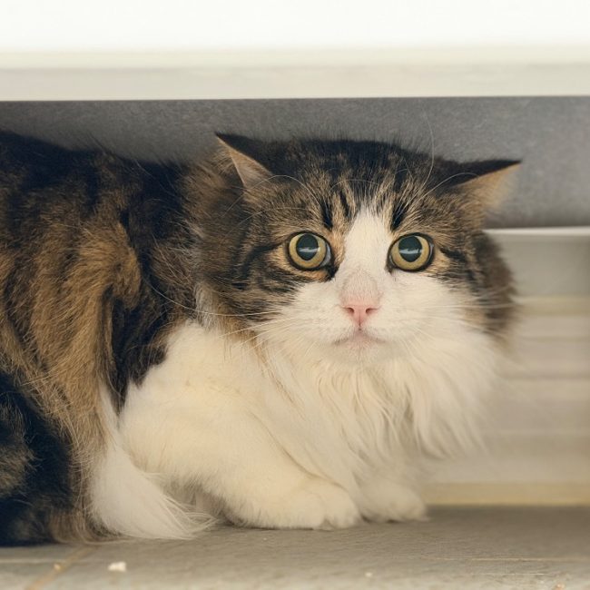 Totoche - Chat Européen à adopter