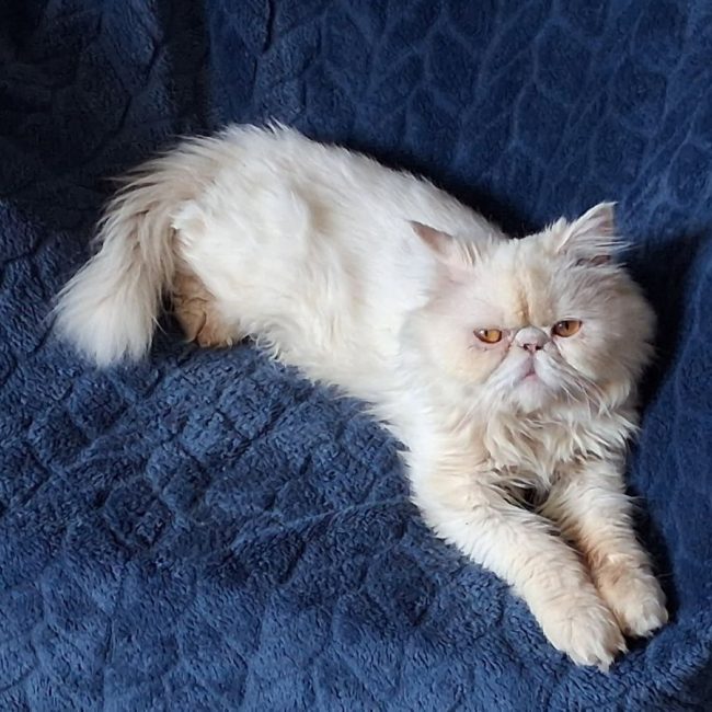 Archi - Chat Persan à adopter