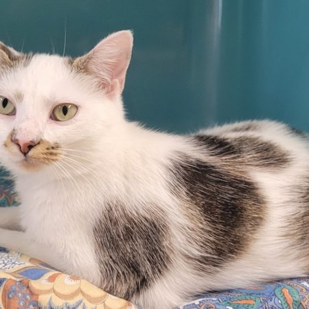 Zaely - Chat Européen à adopter