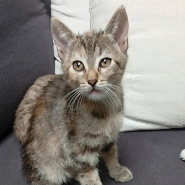 Pitchoune - Chat Européen à adopter