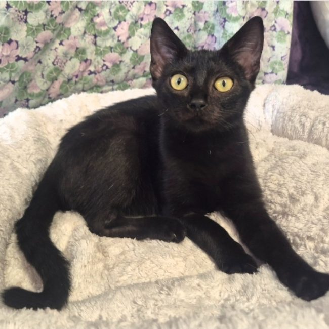 Paola - Chat Européen à adopter