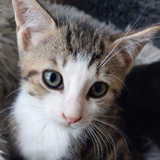Biboune - Chat Européen à adopter