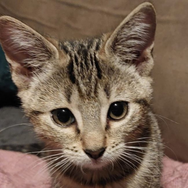 Bonbon - Chat Européen à adopter