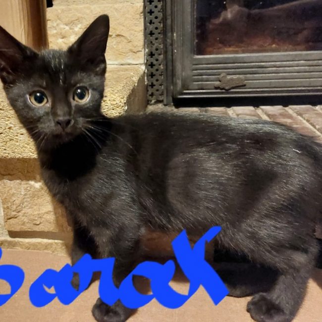 Barak - Chat Européen à adopter