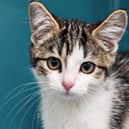 Soondae - Chat Européen à adopter