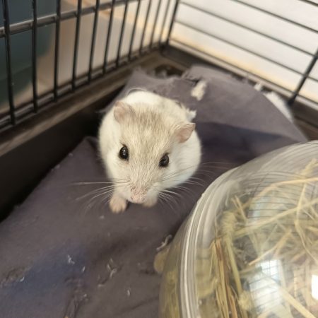 Trevor - Rongeur Hamster à adopter