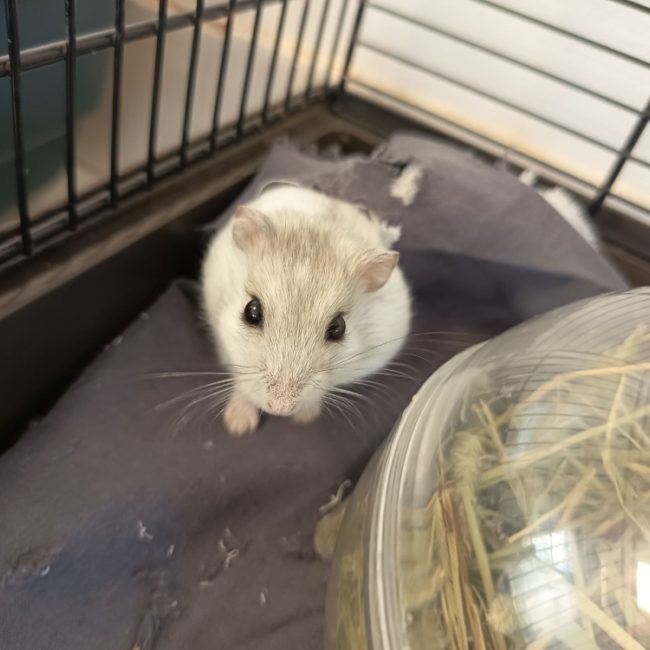 Trevor - Rongeur Hamster à adopter