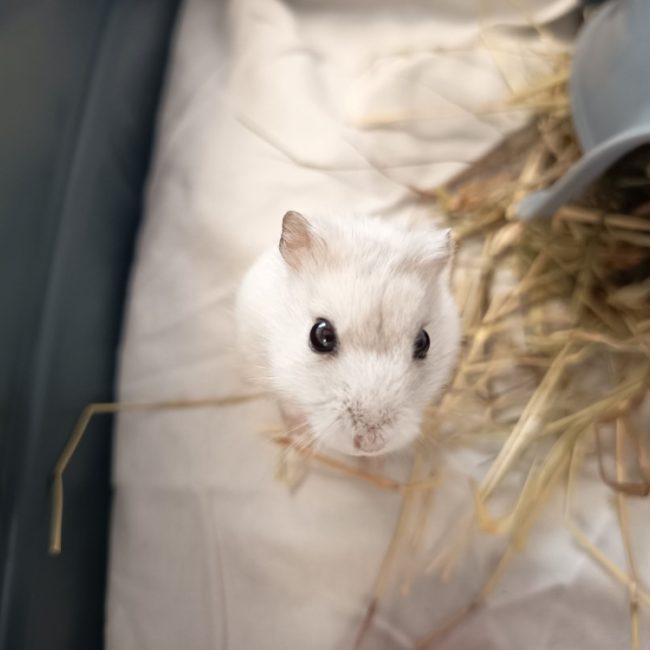 Michael - Rongeur Hamster à adopter