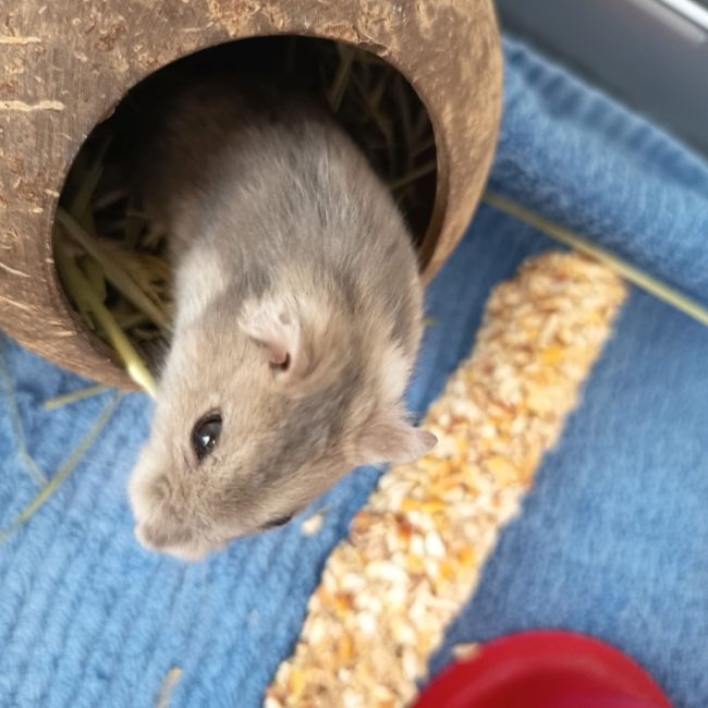 Franklin - Rongeur Hamster à adopter
