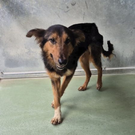 Tabasco - Chien à adopter