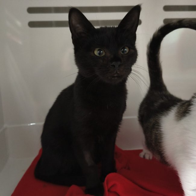 Mouss - Chat Européen à adopter