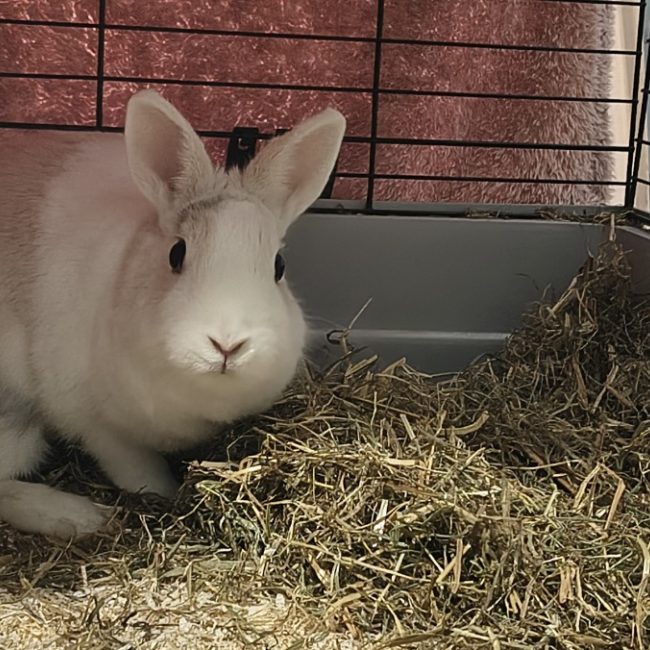 Sophie - Rongeur Lapin à adopter