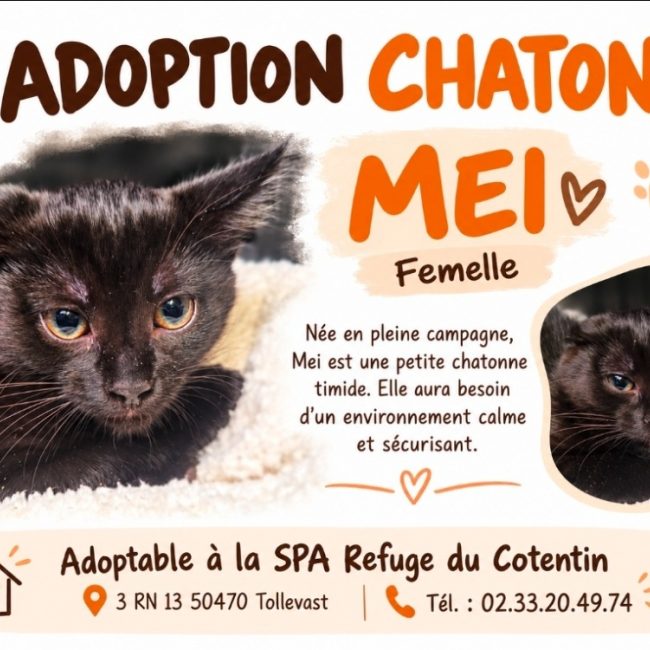 Mei - Chat Européen à adopter