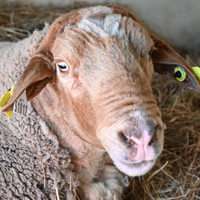 Jimmy - Animal de ferme Mouton à adopter