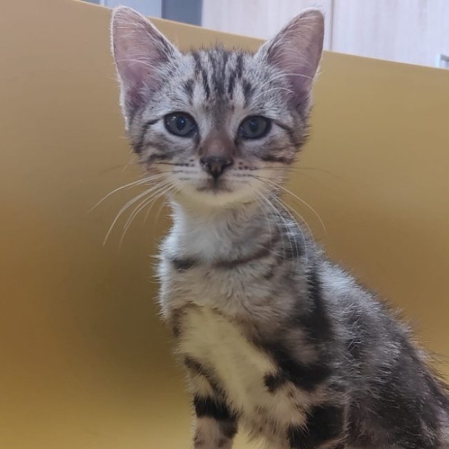 Elvis - Chat Européen à adopter