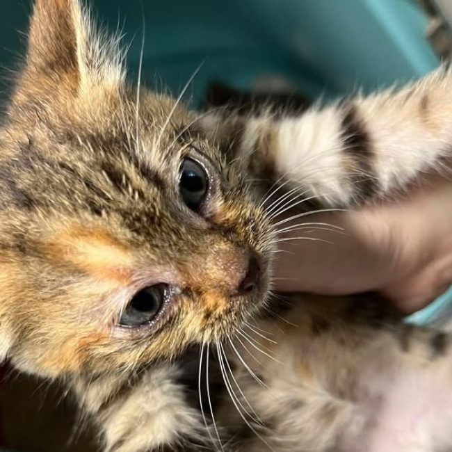 Tartiflette - Chat Européen à adopter