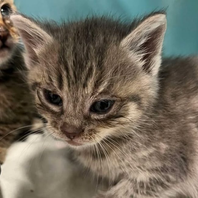 Raclette - Chat Européen à adopter