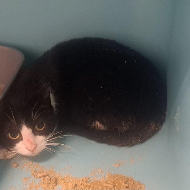Gaja - Chat Européen à adopter