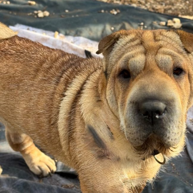 Stella - Chien à adopter