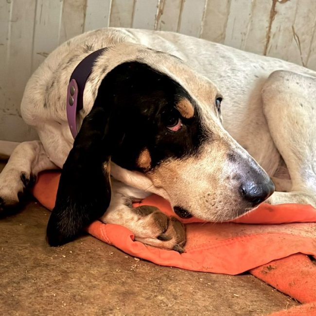 Gil - Chien Ariégeois à adopter
